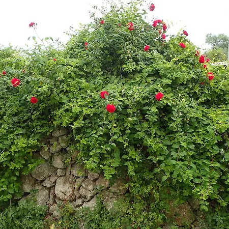 Angelique Casa de Campo *